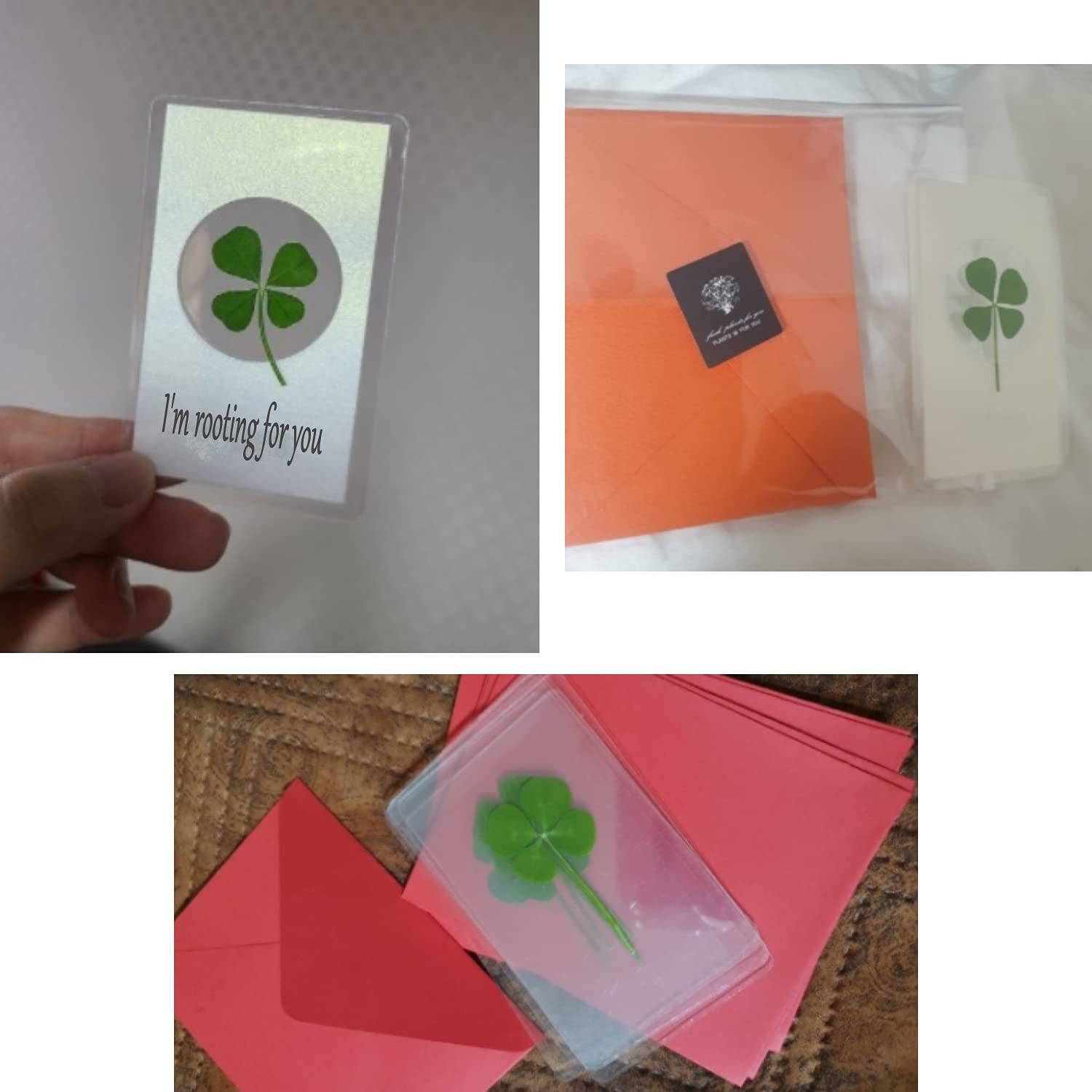 Amazon | 四つ葉のクローバー 10パック - ラッキーチャーム ラミネート